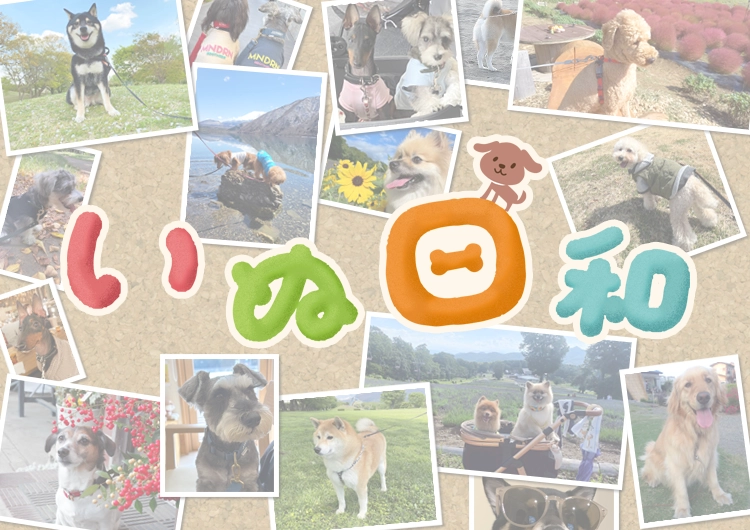 いぬ日和